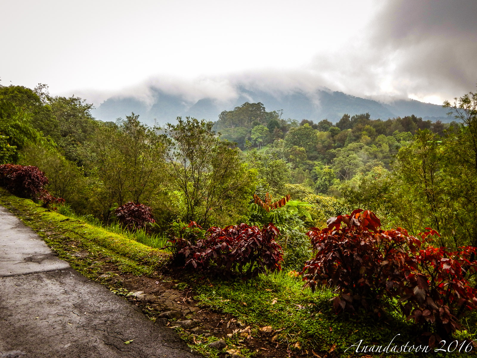 Kebun Raya Cibodas