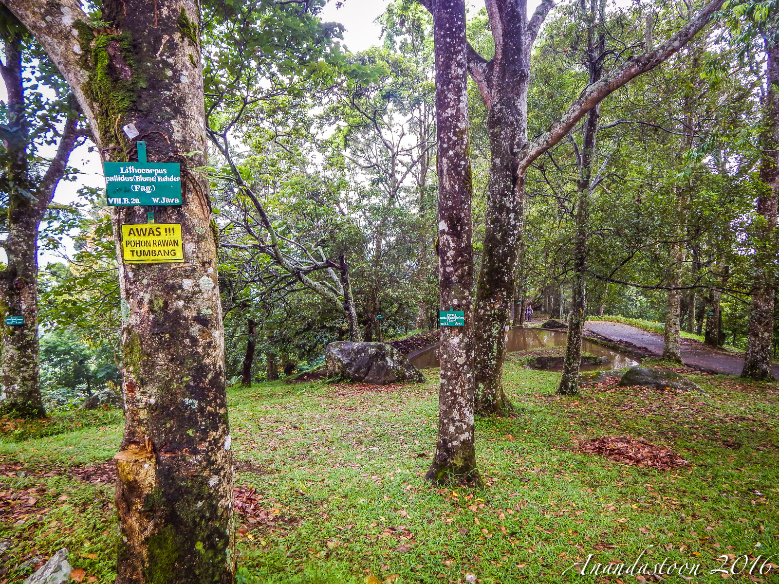 Kebun Raya Cibodas