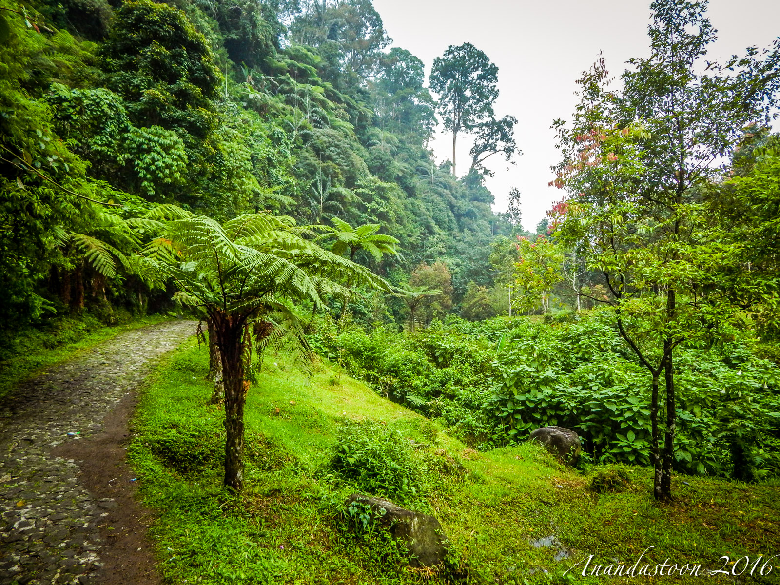 Kebun Raya Cibodas