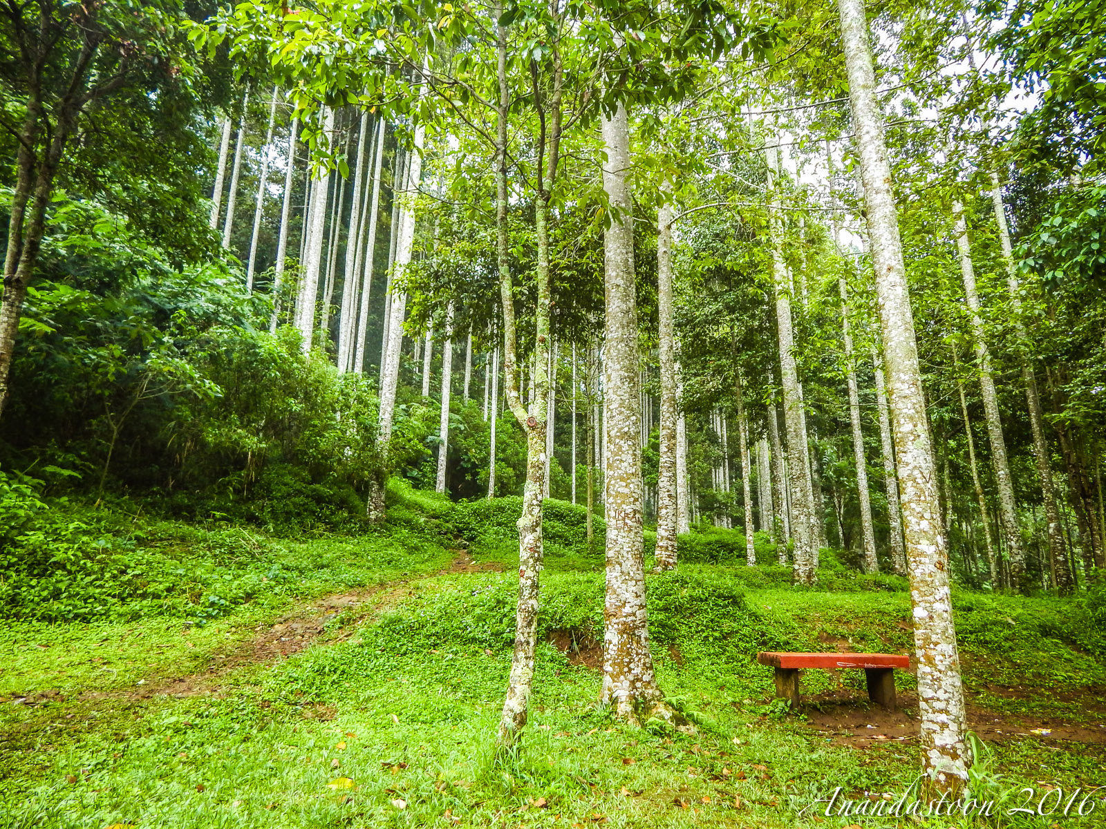 Kebun Raya Cibodas