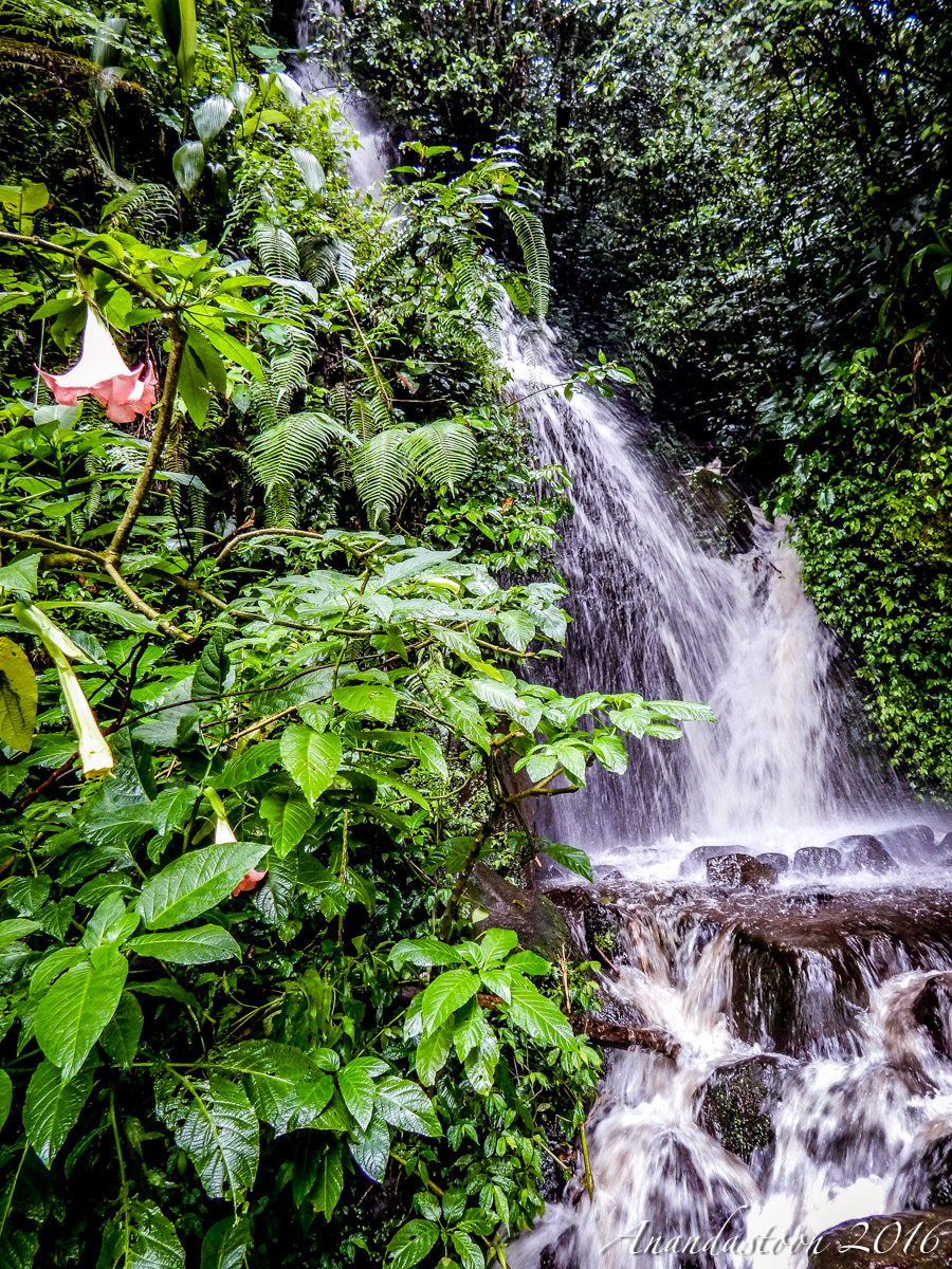 Kebun Raya Cibodas