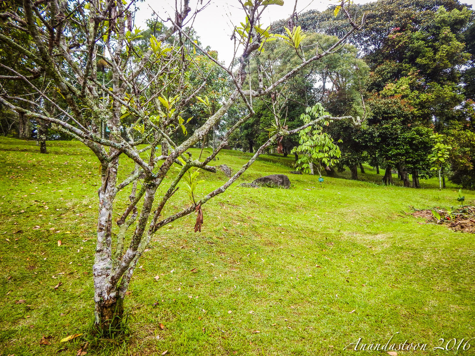 Kebun Raya Cibodas