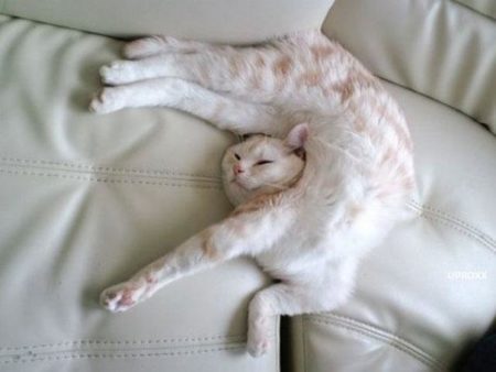 Posisi Tidur Kucing