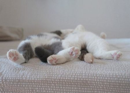 Posisi Tidur Kucing