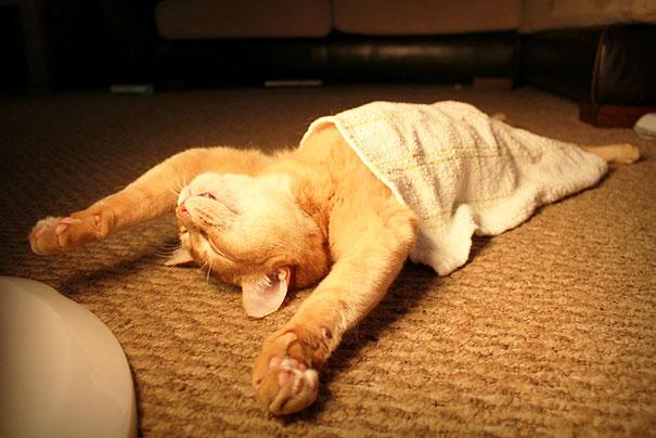 Posisi Tidur Kucing