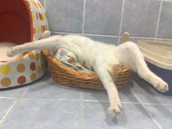 Posisi Tidur Kucing