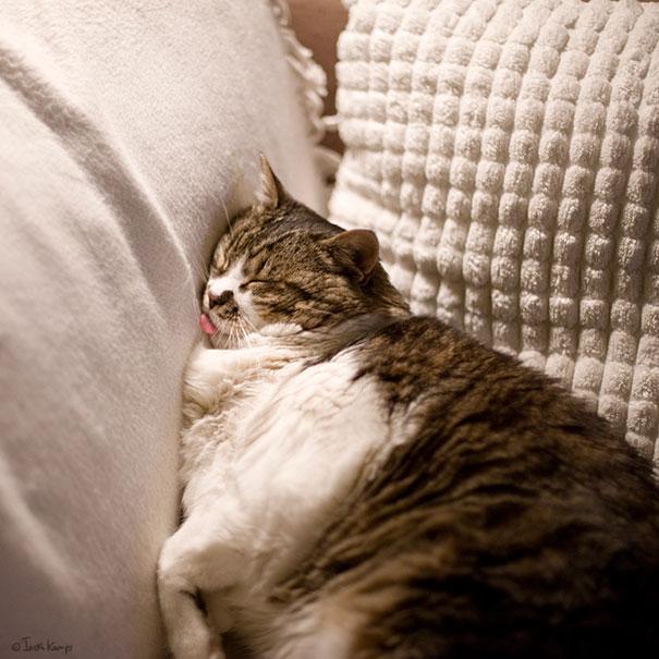 Posisi Tidur Kucing