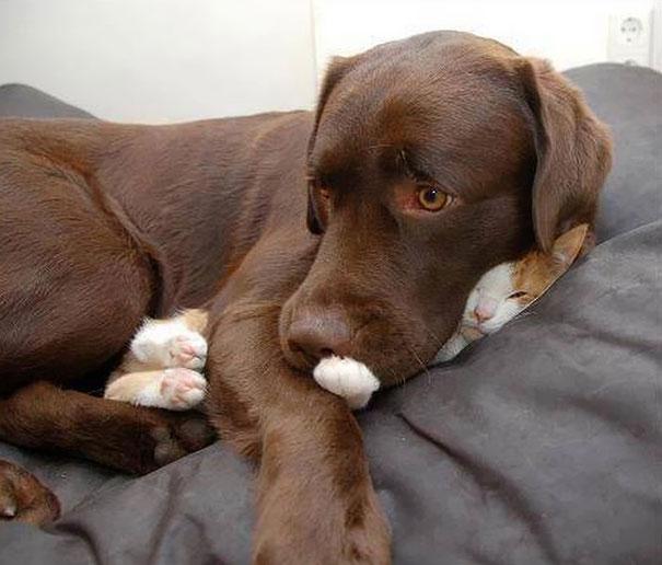 Posisi Tidur Kucing