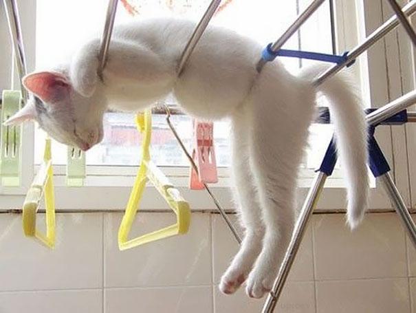 Posisi Tidur Kucing