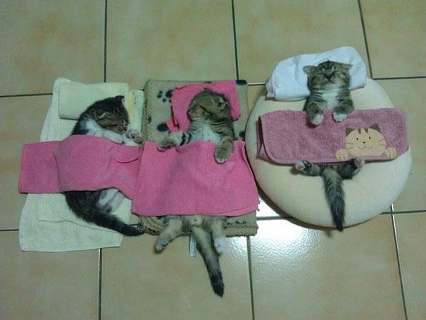 Posisi Tidur Kucing