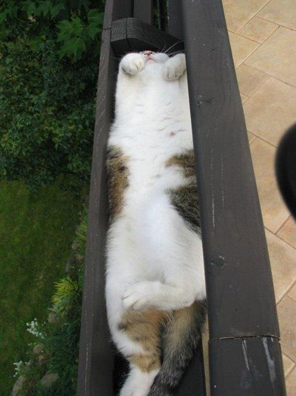 Posisi Tidur Kucing