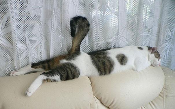 Posisi Tidur Kucing