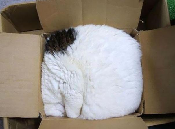 Posisi Tidur Kucing