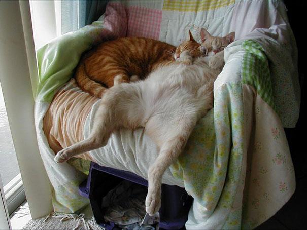 Posisi Tidur Kucing