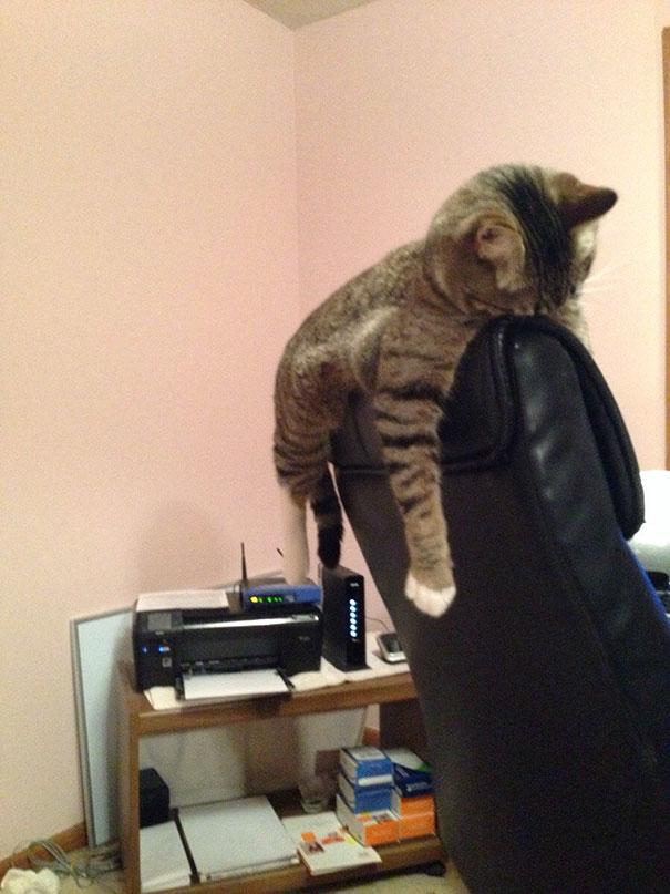 Posisi Tidur Kucing