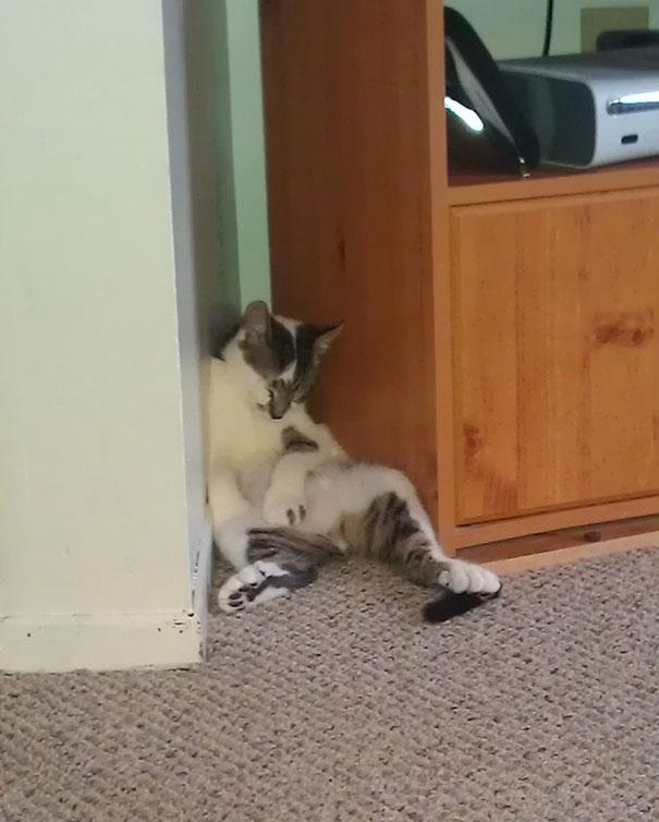Posisi Tidur Kucing