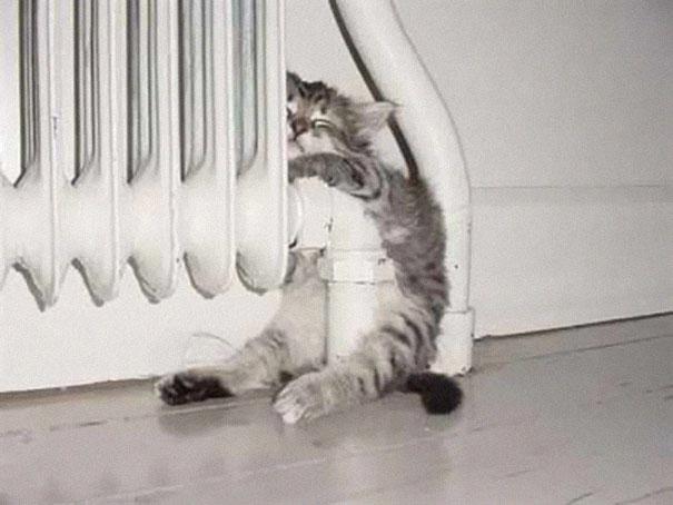 Posisi Tidur Kucing