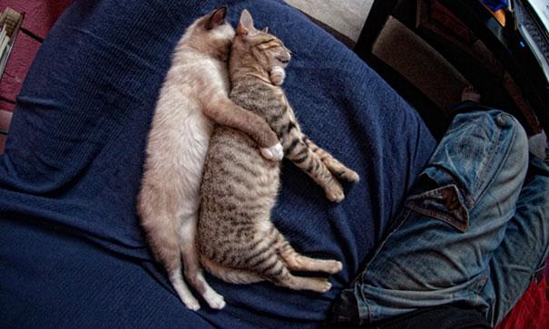 Posisi Tidur Kucing