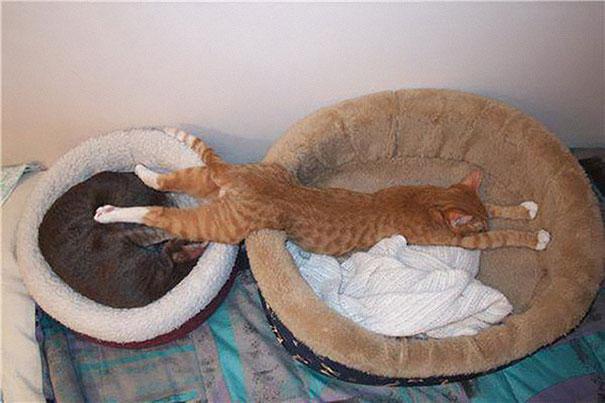 Posisi Tidur Kucing