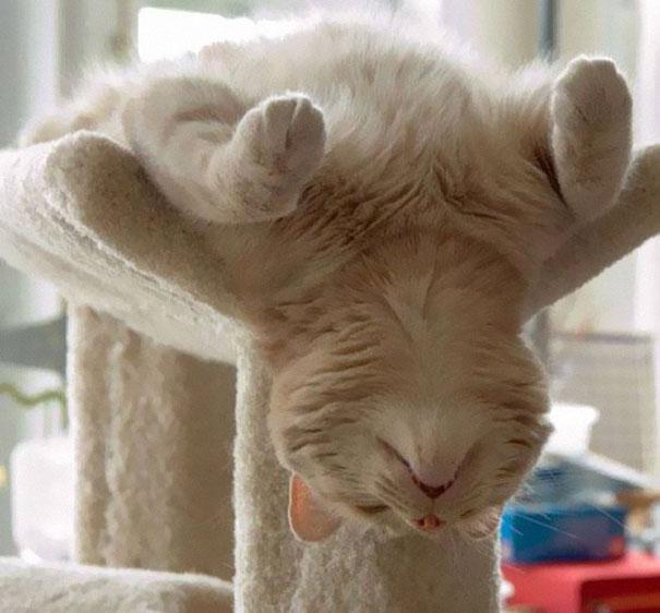Posisi Tidur Kucing