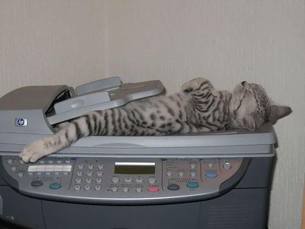 Posisi Tidur Kucing