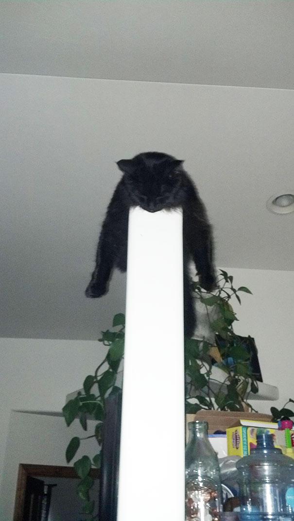 Posisi Tidur Kucing