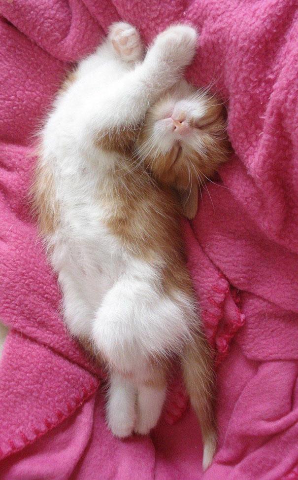 Posisi Tidur Kucing