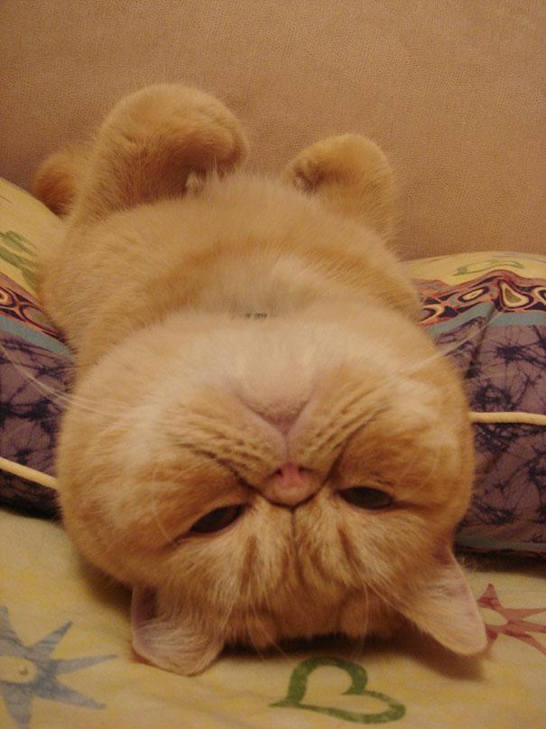 Posisi Tidur Kucing