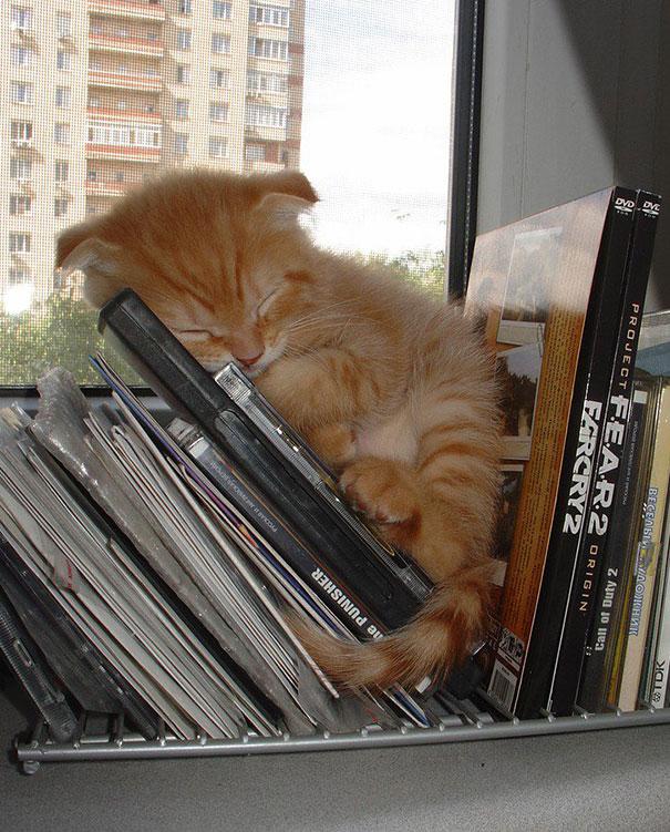 Posisi Tidur Kucing
