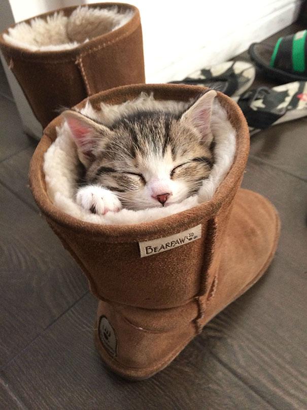 Posisi Tidur Kucing