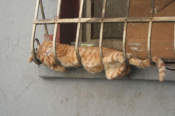 Posisi Tidur Kucing