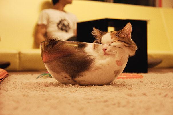 Posisi Tidur Kucing