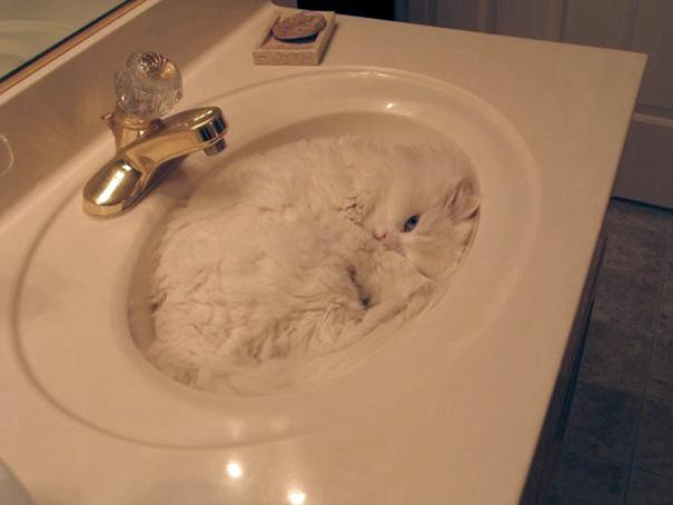 Posisi Tidur Kucing