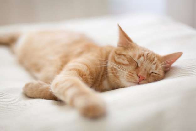 Posisi Tidur Kucing
