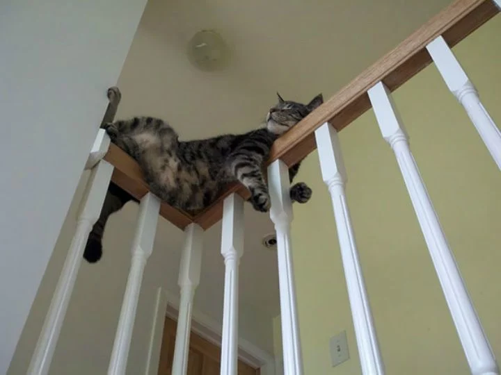 Foto Kucing
