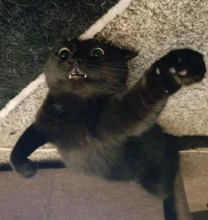 Foto Kucing