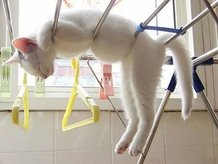 Foto Kucing