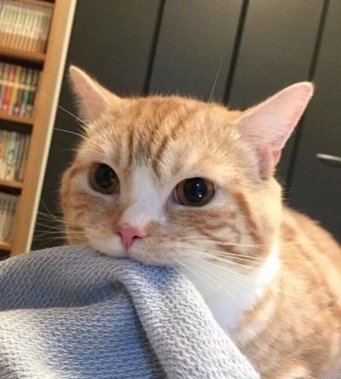 Foto Kucing