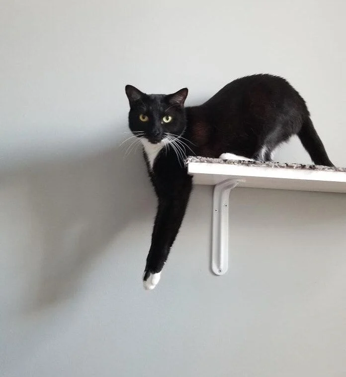 Foto Kucing