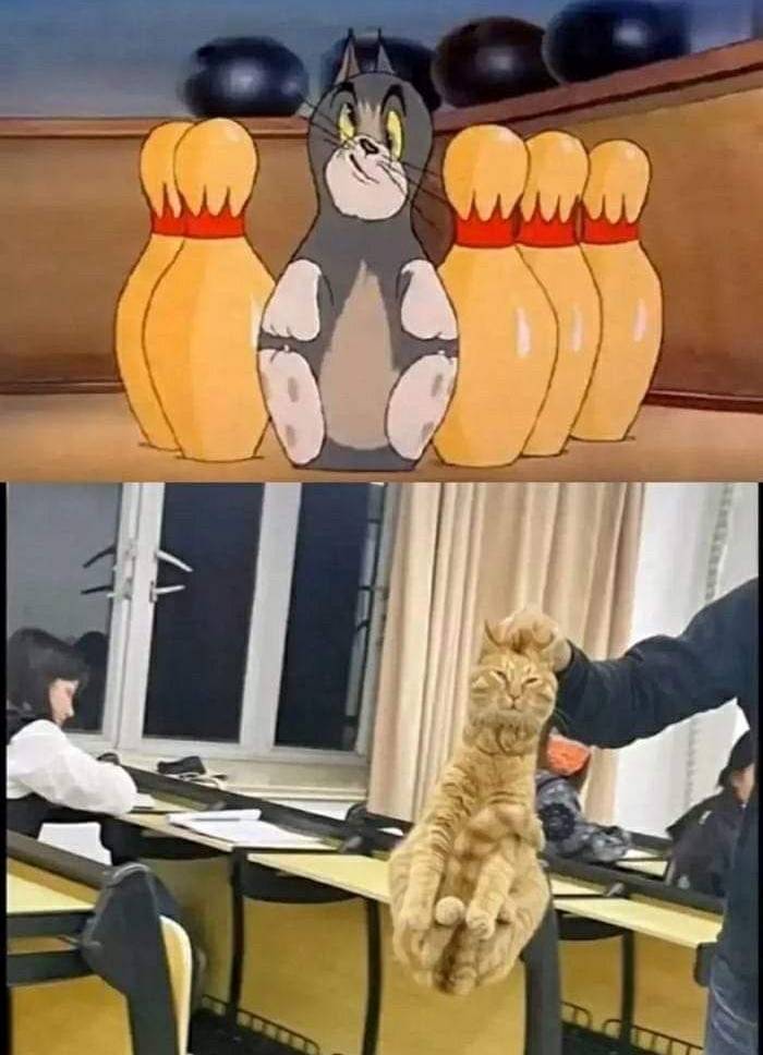 Kucing Lucu