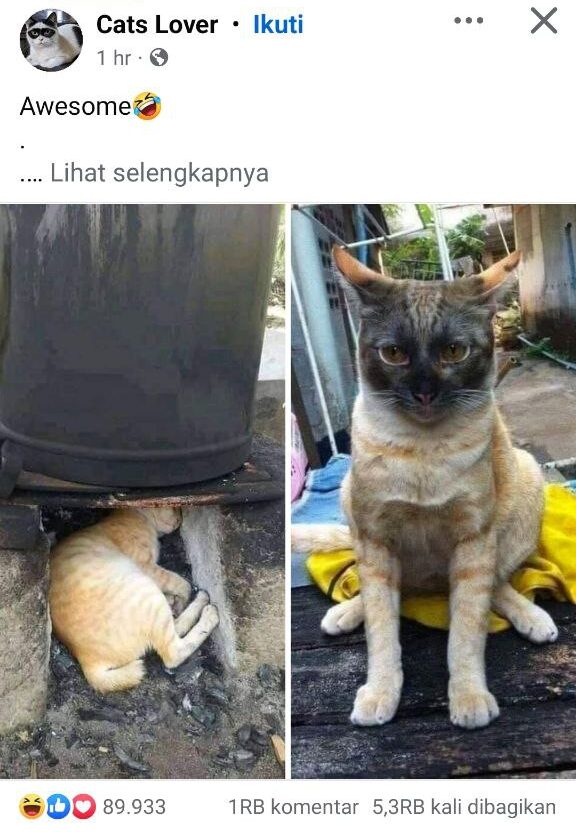 Kucing Lucu