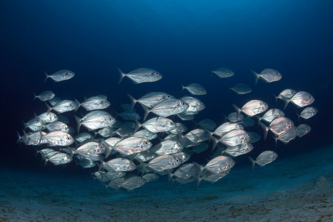 Ikan