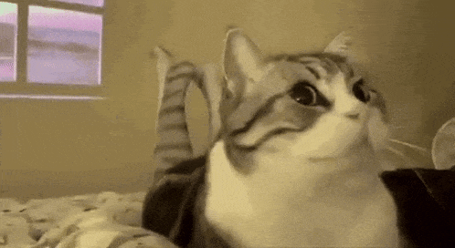 animasi gif kucing