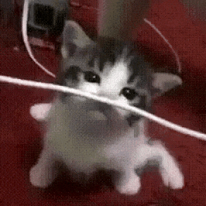 animasi gif kucing