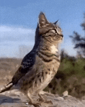 animasi gif kucing
