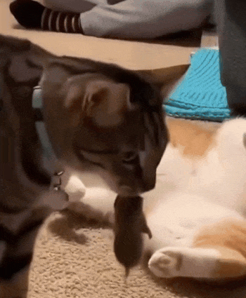 animasi gif kucing