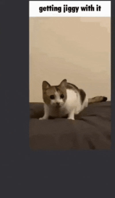 animasi gif kucing