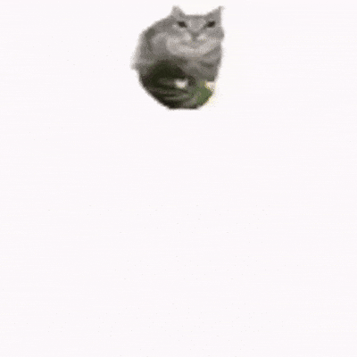 animasi gif kucing