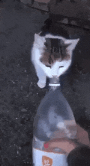 animasi gif kucing