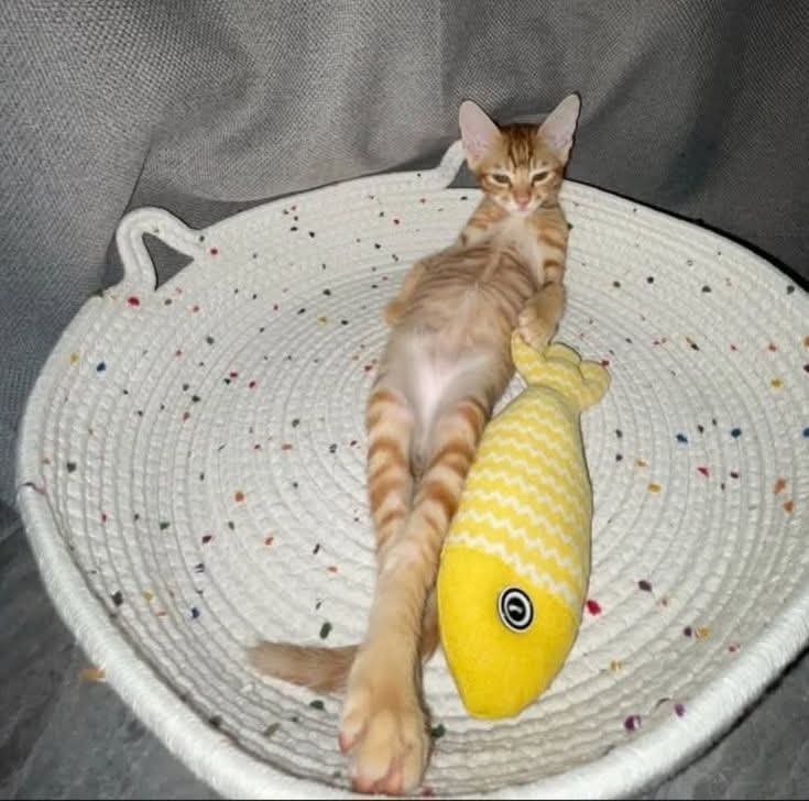 meme kucing lucu